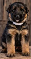 White collar, a female German Shepherd Dog for sale in Sonora, CA – 1 of 1