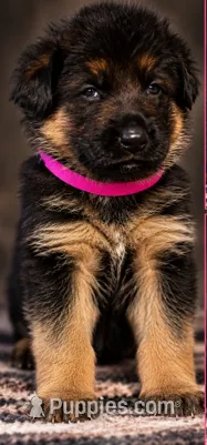 Pink Collar – German Shepherd Dog puppy for sale in Sonora, CA