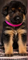 Pink Collar, a female German Shepherd Dog for sale in Sonora, CA – 1 of 1