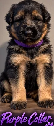 Purple collar – German Shepherd Dog puppy for sale in Sonora, CA