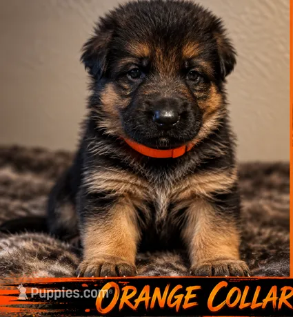 Orange collar – German Shepherd Dog puppy for sale in Sonora, CA