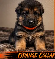 Orange collar, a male German Shepherd Dog for sale in Sonora, CA – 1 of 1