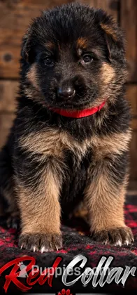 Red Collar – German Shepherd Dog puppy for sale in Sonora, CA