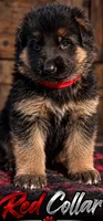 Red Collar, a female German Shepherd Dog for sale in Sonora, CA – 1 of 1
