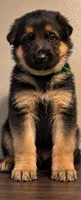 Green collar, a male German Shepherd Dog for sale in Sonora, CA – 1 of 1