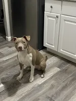 Storm, a female American Pit Bull Terrier for sale in Garfield Heights, OH – 1 of 2