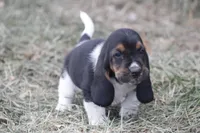 DAN, a male Basset Hound for sale in Memphis, MO – Photo 4 of 8