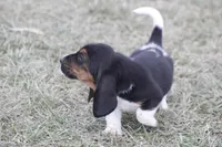 DAN, a male Basset Hound for sale in Memphis, MO – Photo 2 of 8