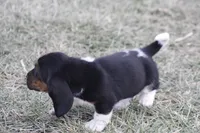 DAN, a male Basset Hound for sale in Memphis, MO – Photo 7 of 8