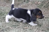 DAN, a male Basset Hound for sale in Memphis, MO – Photo 5 of 8