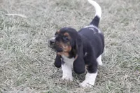 DAN, a male Basset Hound for sale in Memphis, MO – Photo 6 of 8