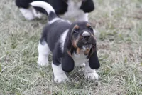 DAN, a male Basset Hound for sale in Memphis, MO – Photo 1 of 8