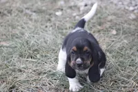 DAN, a male Basset Hound for sale in Memphis, MO – Photo 3 of 8
