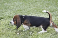 Pam, a female Basset Hound for sale in Memphis, MO – Photo 7 of 10