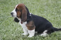 Pam, a female Basset Hound for sale in Memphis, MO – Photo 5 of 10