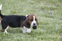 Pam, a female Basset Hound for sale in Memphis, MO – Photo 3 of 10
