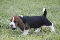 Pam, a female Basset Hound for sale in Memphis, MO – Photo 6 of 10