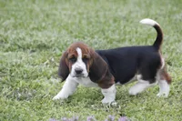 Pam, a female Basset Hound for sale in Memphis, MO – Photo 10 of 10