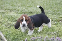 Pam, a female Basset Hound for sale in Memphis, MO – Photo 9 of 10