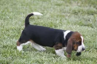 Pam, a female Basset Hound for sale in Memphis, MO – Photo 4 of 10