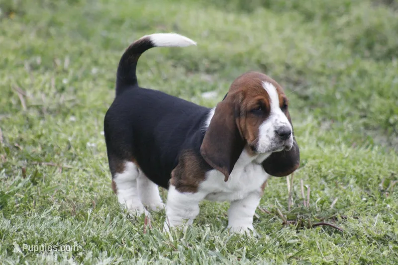 Pam, a female Basset Hound for sale in Memphis, MO – Photo 1 of 10