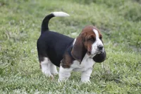 Pam, a female Basset Hound for sale in Memphis, MO – Photo 1 of 10