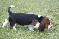 Pam, a female Basset Hound for sale in Memphis, MO – Photo 2 of 10
