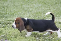 Pam, a female Basset Hound for sale in Memphis, MO – Photo 8 of 10