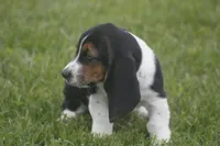 CARA, a female Basset Hound for sale in Memphis, MO – Photo 5 of 10