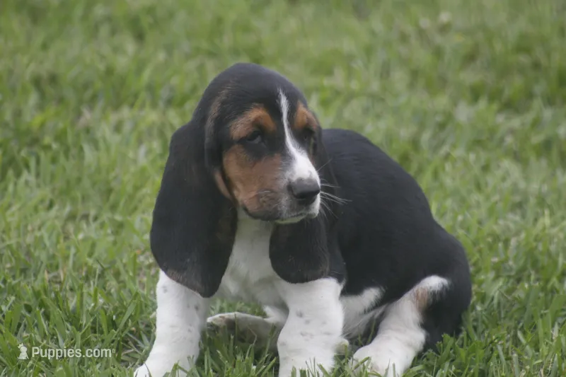 CARA, a female Basset Hound for sale in Memphis, MO – Photo 1 of 10