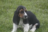 CARA, a female Basset Hound for sale in Memphis, MO – Photo 1 of 10