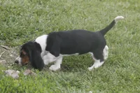 CARA, a female Basset Hound for sale in Memphis, MO – Photo 9 of 10