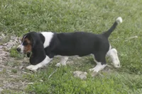 CARA, a female Basset Hound for sale in Memphis, MO – Photo 7 of 10