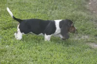 CARA, a female Basset Hound for sale in Memphis, MO – Photo 4 of 10