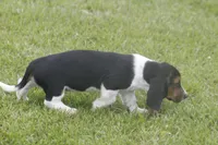 CARA, a female Basset Hound for sale in Memphis, MO – Photo 6 of 10