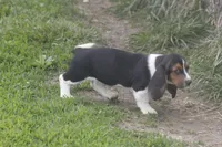 CARA, a female Basset Hound for sale in Memphis, MO – Photo 2 of 10