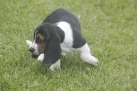 CARA, a female Basset Hound for sale in Memphis, MO – Photo 8 of 10