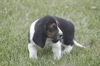 CARA, a female Basset Hound for sale in Memphis, MO – Photo 10 of 10