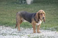 MIKE, a male Basset Hound for sale in Memphis, MO – Photo 1 of 3