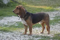 MIKE, a male Basset Hound for sale in Memphis, MO – Photo 3 of 3