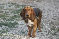 MIKE, a male Basset Hound for sale in Memphis, MO – Photo 2 of 3
