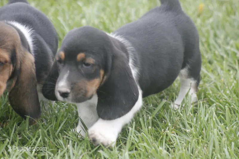 NED, a male Basset Hound for sale in Memphis, MO – Photo 1 of 1