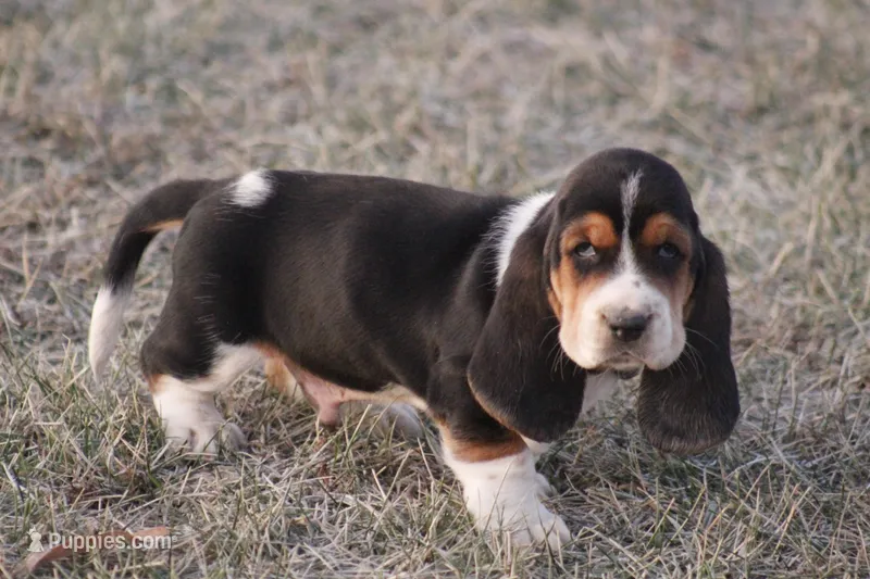 ED, a male Basset Hound for sale in Memphis, MO – Photo 1 of 7