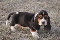 ED, a male Basset Hound for sale in Memphis, MO – Photo 1 of 7