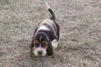 ED, a male Basset Hound for sale in Memphis, MO – Photo 2 of 7