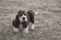 ED, a male Basset Hound for sale in Memphis, MO – Photo 3 of 7