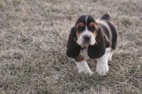 ED, a male Basset Hound for sale in Memphis, MO – Photo 5 of 7