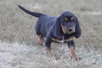 Abby, a female Basset Hound for sale in Memphis, MO – Photo 8 of 9