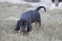 Abby, a female Basset Hound for sale in Memphis, MO – Photo 6 of 9