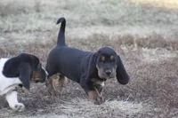 Abby, a female Basset Hound for sale in Memphis, MO – Photo 3 of 9